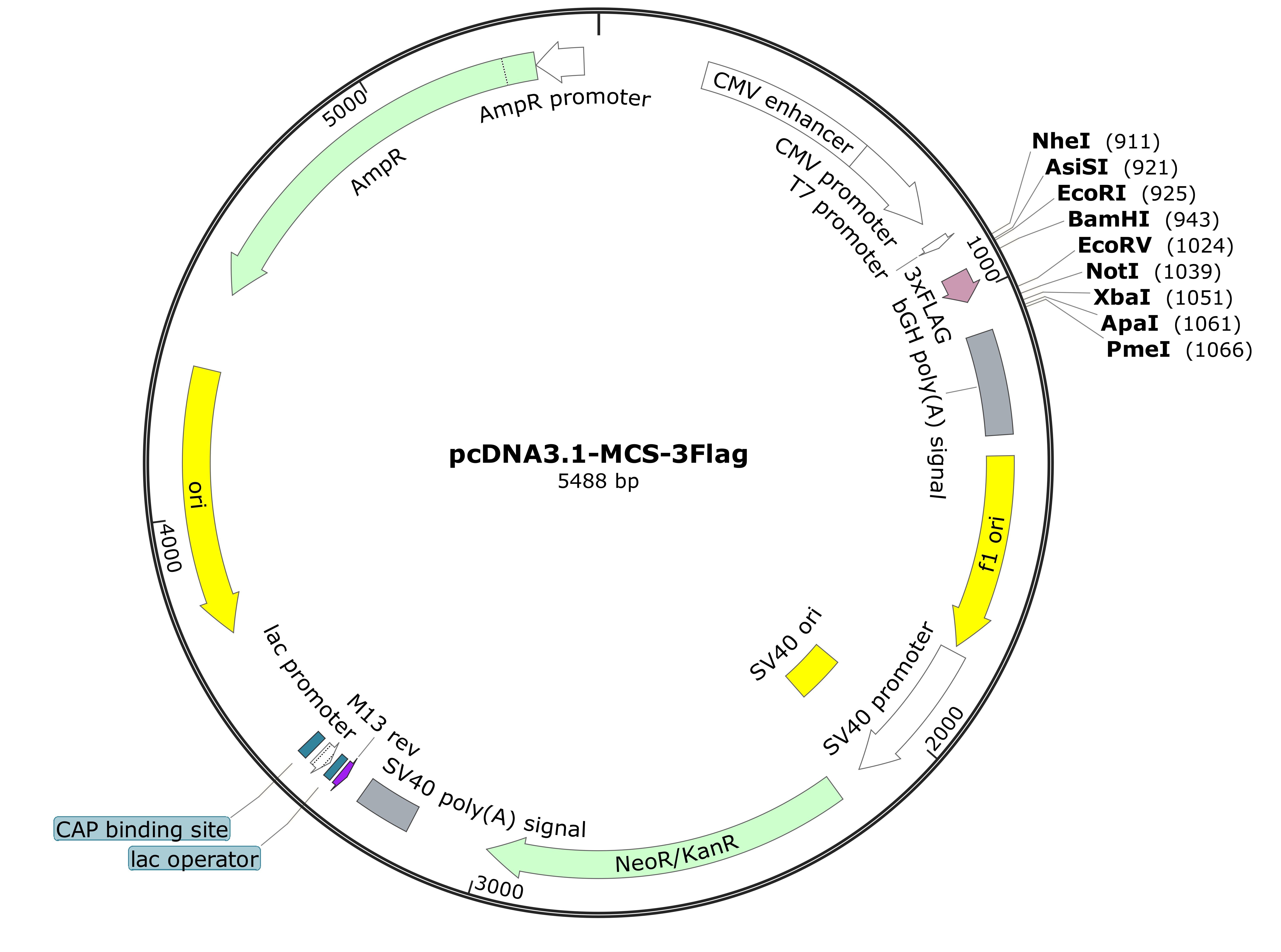 pcDNA3.1-MCS-3×Flag